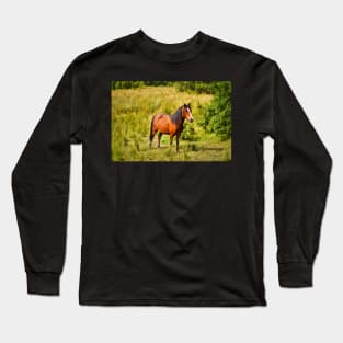 Beautiful Horse In Field - Equine Photography Long Sleeve T-Shirt